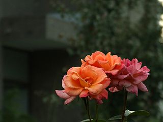 320px-rosa-chinensis